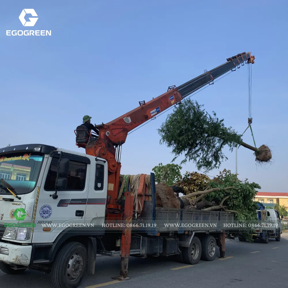 Khoảnh khắc cây được cẩu lên xe vận chuyển. 